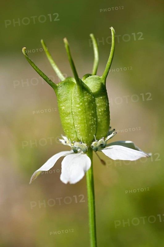 Immature follicle of the genuine Black Cumin (Nigella sativa)
