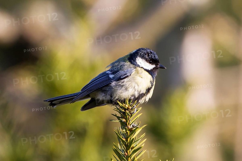 Great Tit (Parus major)