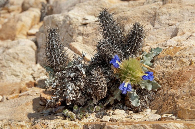 Acanthopsis (Acanthopsis disperma) in its habitat