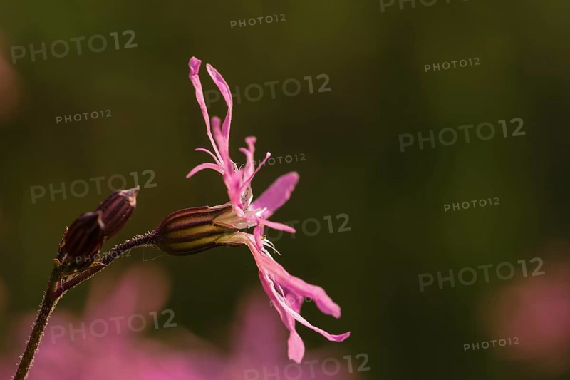 Ragged Robin (Lychnis flos-cuculi)