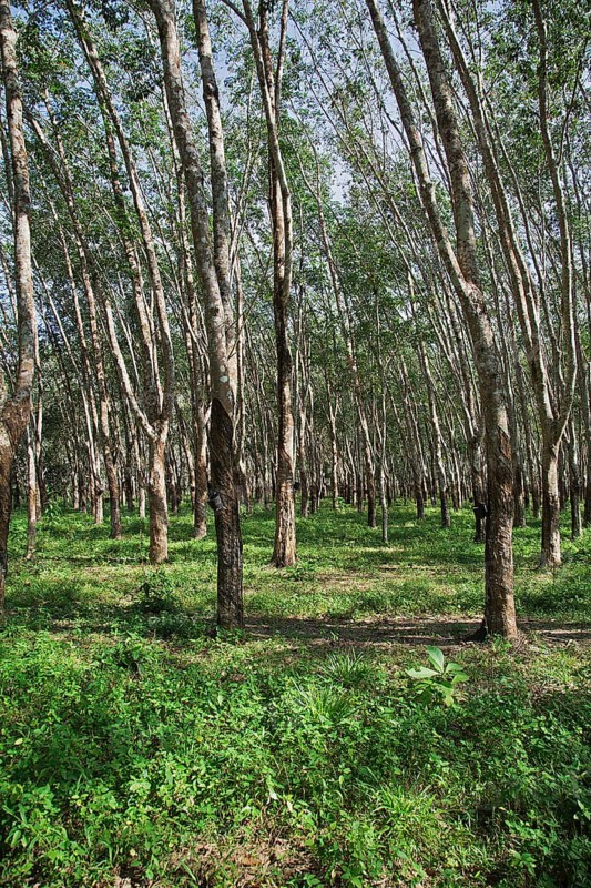 Rubber plantation