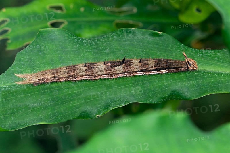 Caterpillar of an Owl Butterfly (Caligo sp.)