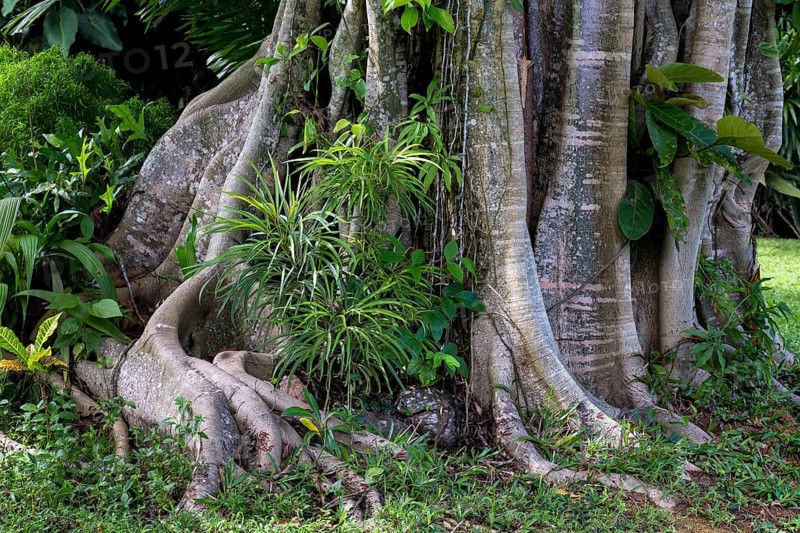 Tropical vegetation
