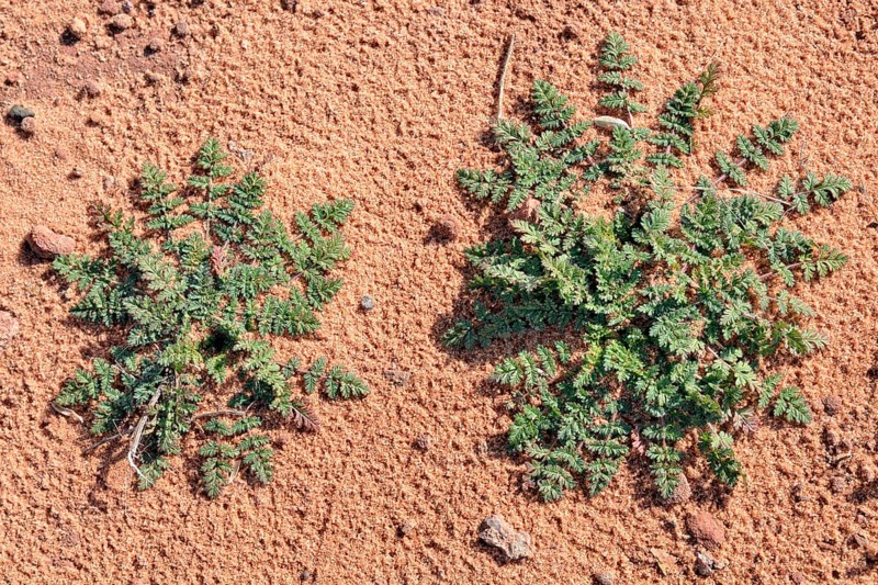Redstem filaree