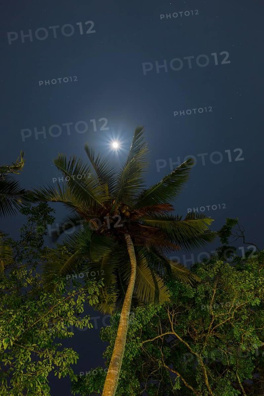 Tropical evening sky with a palm tree