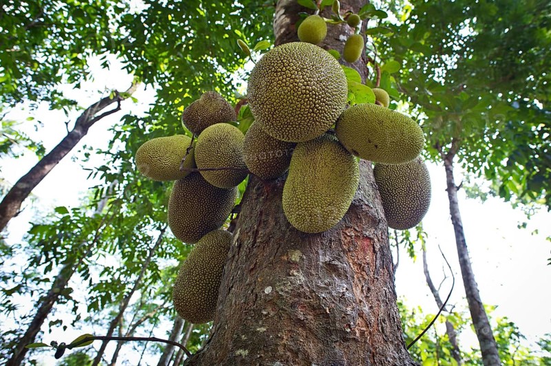 Jackfruit or Jack Tree (Artocarpus heterophyllus)