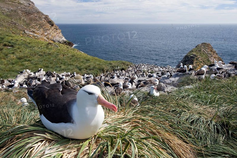 Black-browed Albatross or Black-browed Mollymawk (Thalassarche melanophris) perched on tussock grass in breeding colony