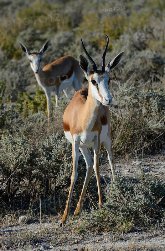 Springboks (Antidorcas marsupialis)