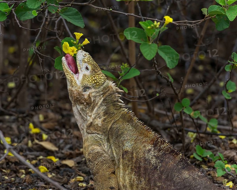 Galapagos Land Iguana (Conolophus subcristatus) feeding on a flower