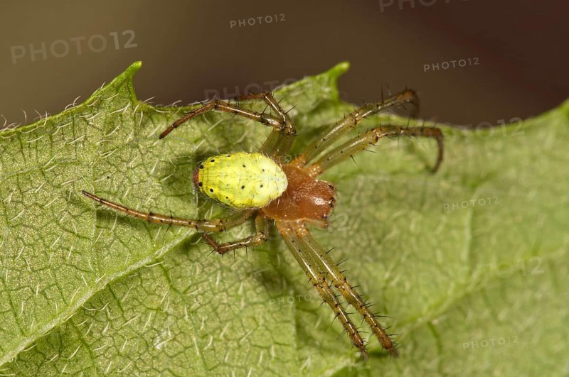 Cucumber Green Orb Spider (Araniella cucurbitina)