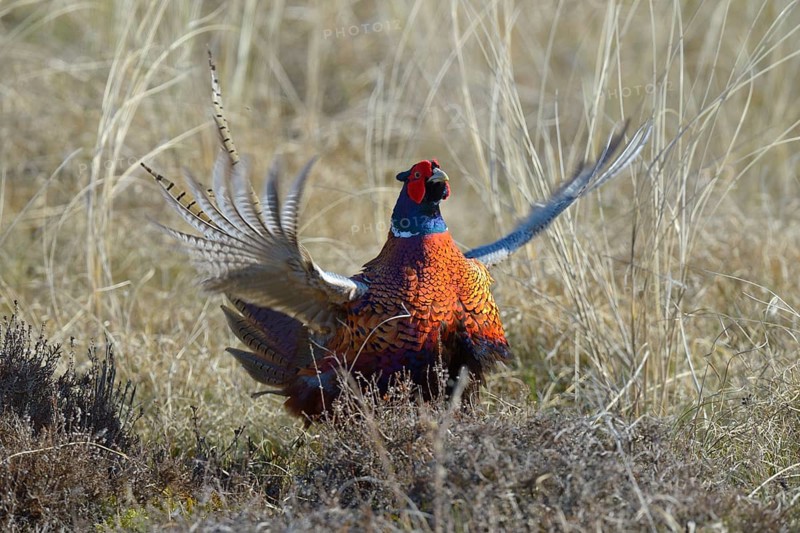 Common Pheasant (Phasianus colchicus)