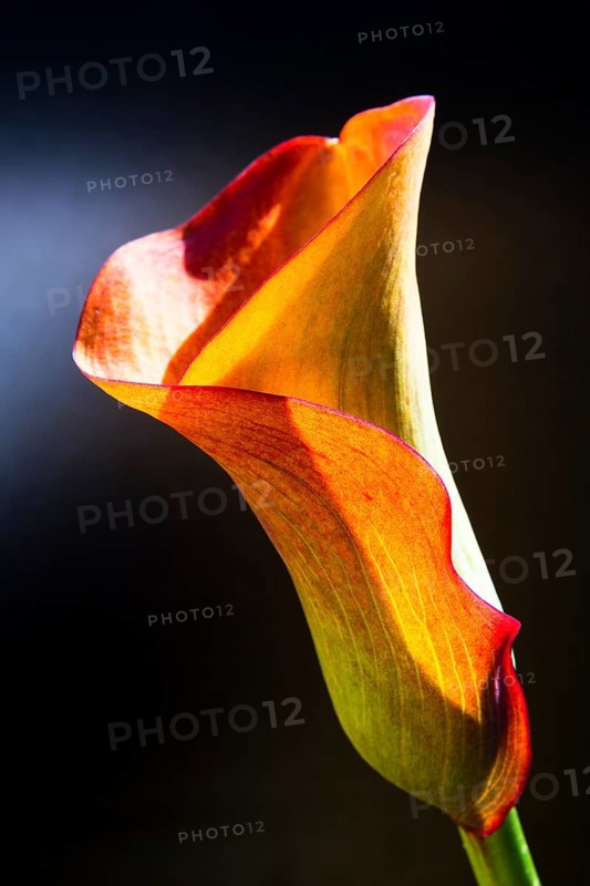 Orange-red flower of a Calla or Calla Lily (Zantedeschia)
