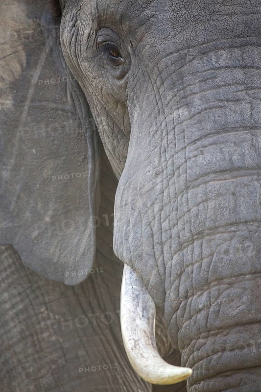 African elephant (Loxodonta africana)