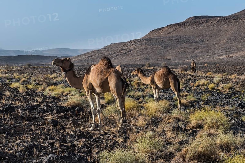 Arabian camels in stony desert landscape