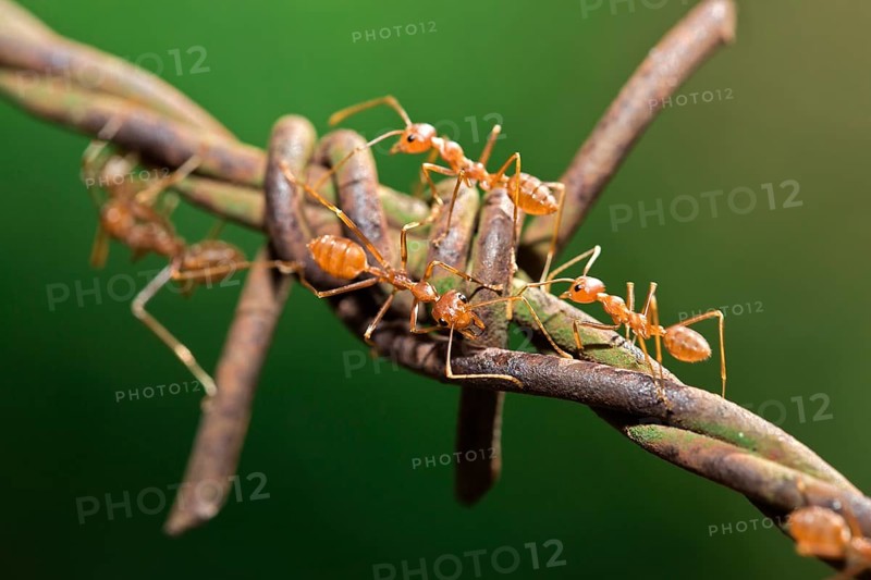 Asian Weaver Ants (Oecophylla smaragdina) on barbed wire
