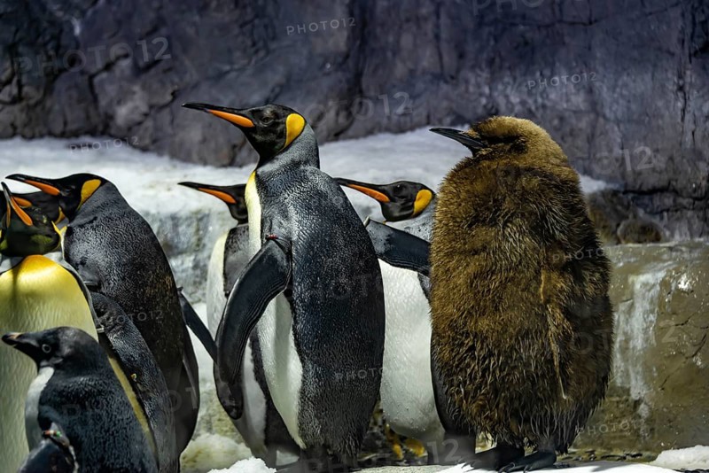 Emperor penguins (Aptenodytes forsteri) with young animal