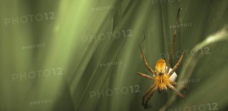 Nursery-web Spider (Pisaura mirabilis) with an egg sac
