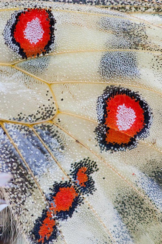 Apollo or Mountain Apollo butterfly (Parnassius apollo)
