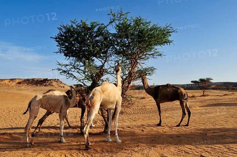 Dromedaries feeding on an acacia tree