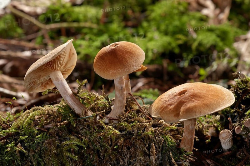 Freckled Flame-cap (Gymnopilus penetrans)