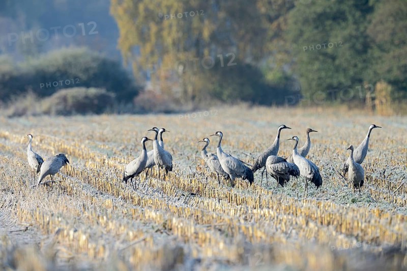 Cranes (Grus grus) foraging in a corn field in the morning