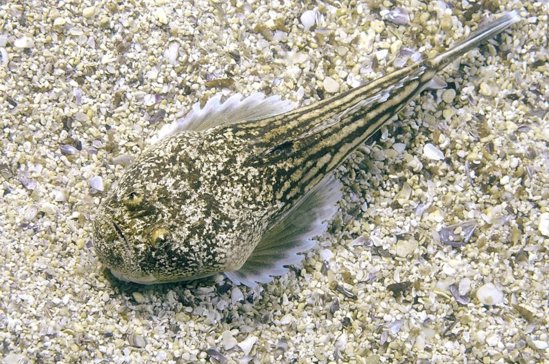 Atlantic Stargazer (Uranoscopus scaber)
