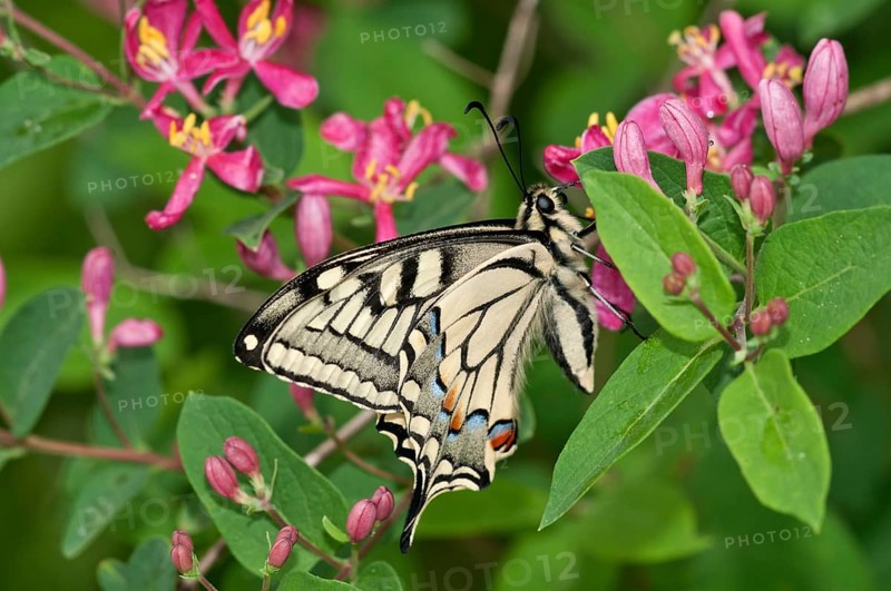 Old World Swallowtail (Papilio machaon) butterfly