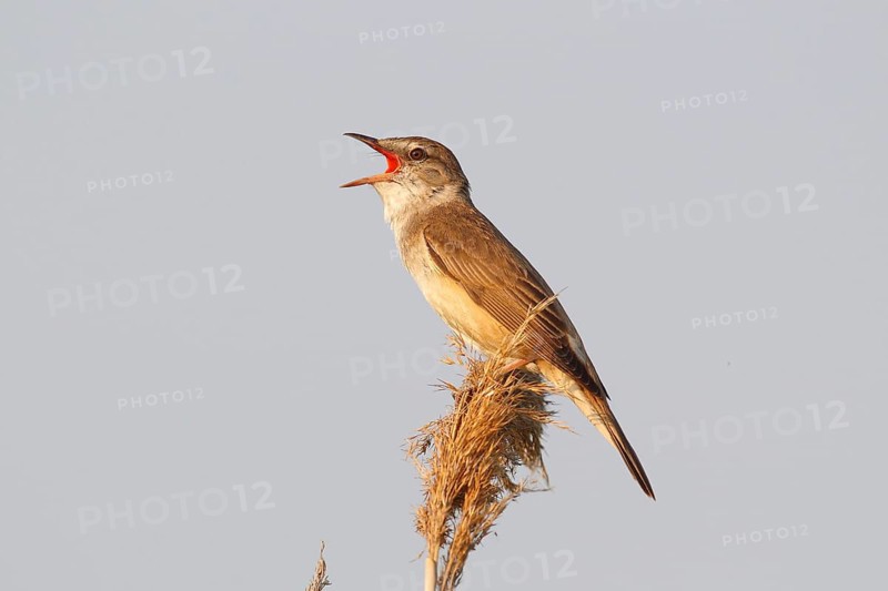 Reed Warbler (Acrocephalus arundinaceus)