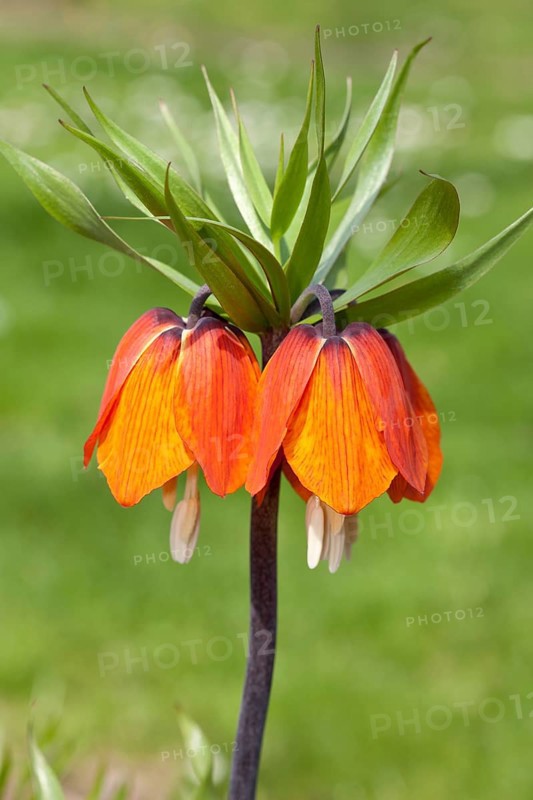 Crown Imperial Fritillary