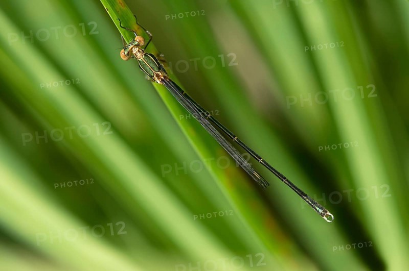 Willow Emerald Damselfly or Western Willow Spreadwing (Lestes viridis)
