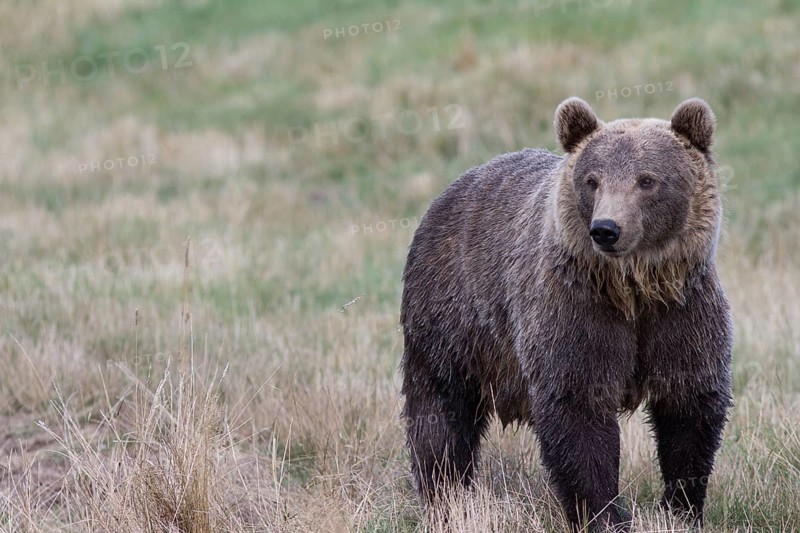 Brown Bear (Ursus arctos) in Skandinavisk Dyrepark or Scandinavian Wildlife Park