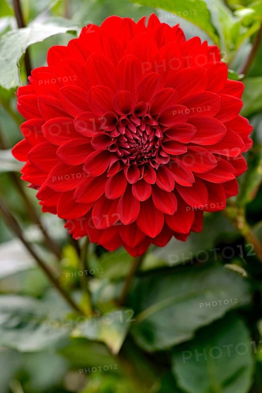 Dahlia (Dahlia)