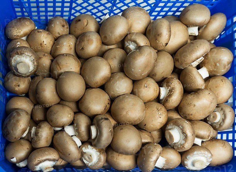 Fresh Common mushrooms (Agaricus bisporus) in a basket