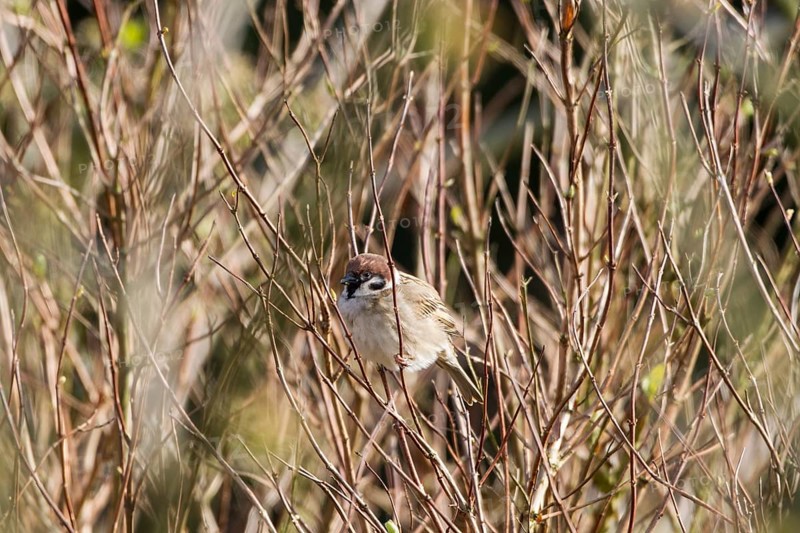 Tree Sparrow (Passer montanus)