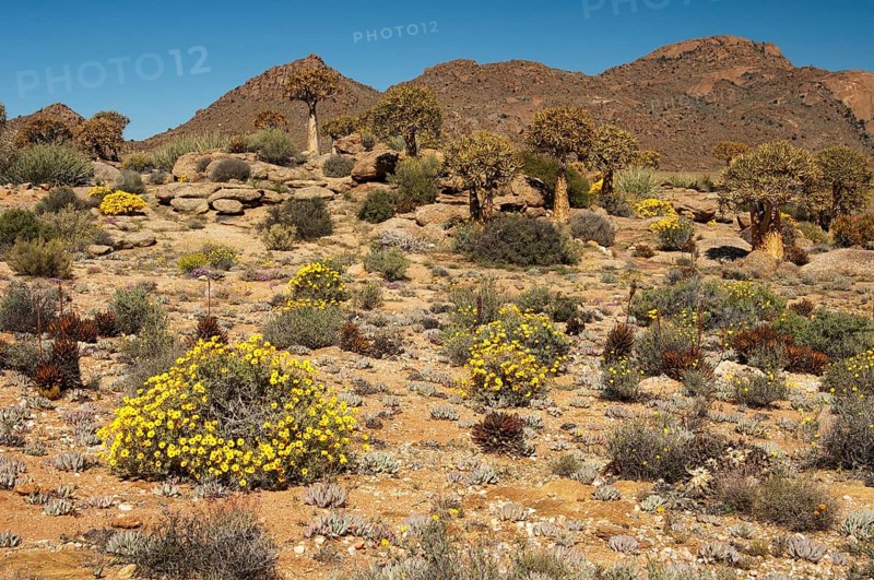 Vegetation in the Goegap Nature Reserve