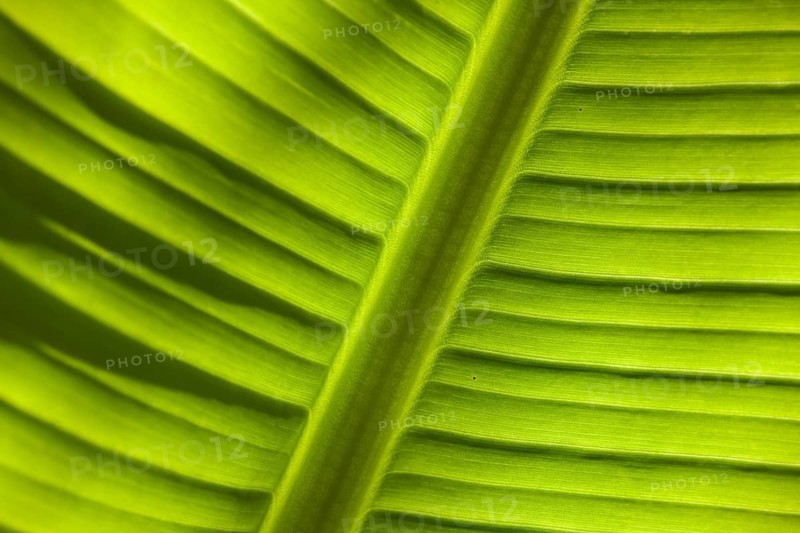 Banana (Musa sp.)