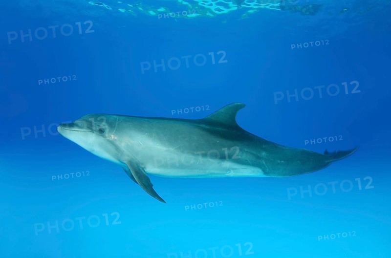 Bottlenose dolphin (Tursiops truncatus)