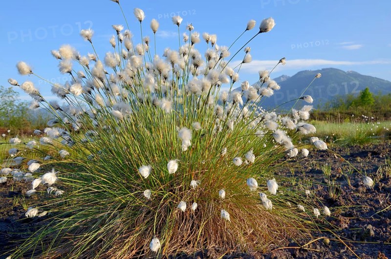 Cottongrass (Eriophorum sp.)