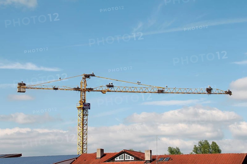 White storks (Ciconia ciconia) and ten white stork nests on a construction crane