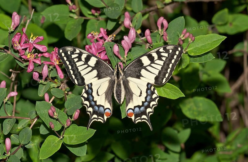 Old World Swallowtail (Papilio machaon) butterfly