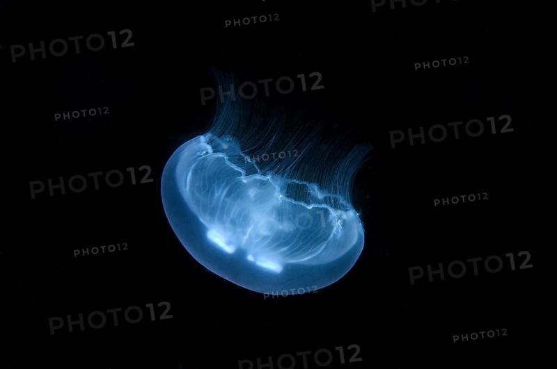 Moon Jelly (Aurelia aurita)