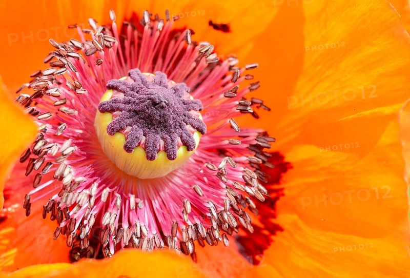 Oriental Poppy (Papaver orientale)