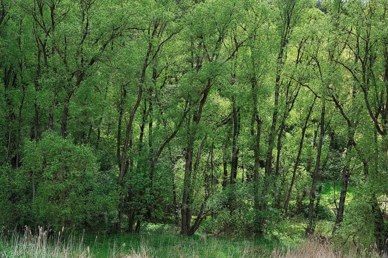 Black Alders (Alnus glutinosa) with spring foliage