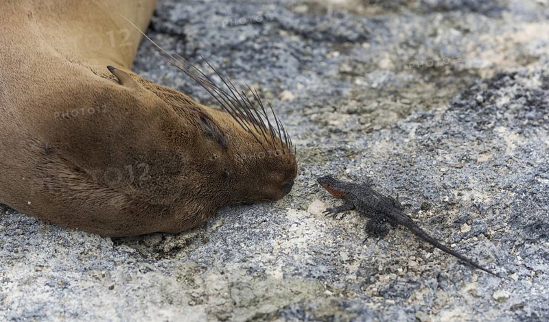 Galapagos Sea Lion (Zalophus wollebaeki) and a Galapagos Lava Lizard (Microlophus albemarlensis)
