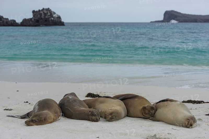 Sleeping Galapagos Sea Lions (Zalophus wollebaeki)