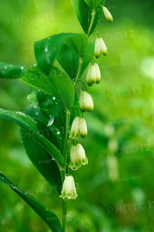 Solomon's Seal