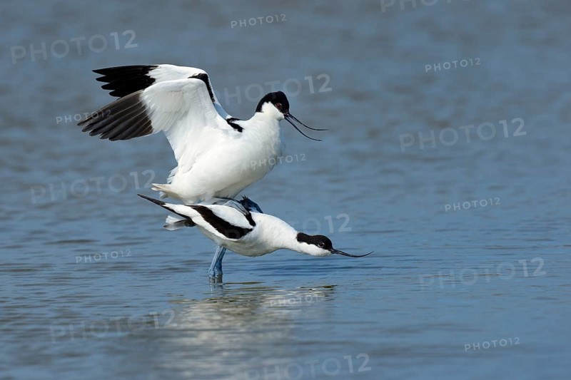 Pied Avocets (Recurvirostra avosetta)