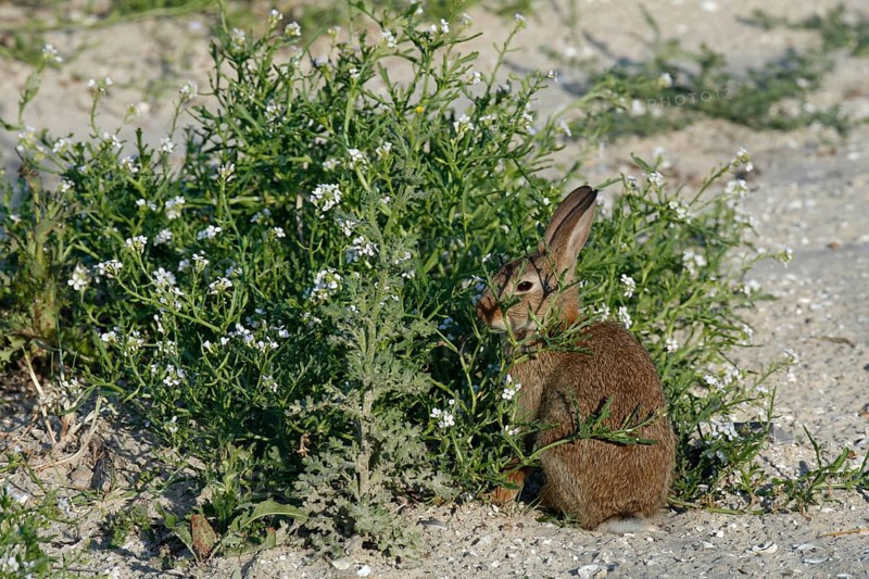 Feral Domestic Rabbit (Oryctolagus cuniculus forma domestica)