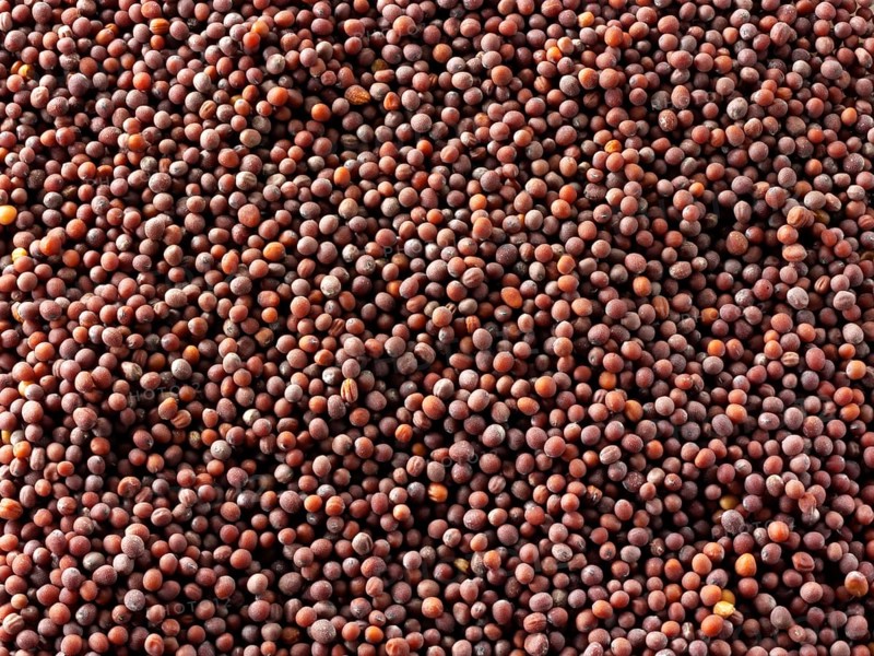 Black mustard seeds