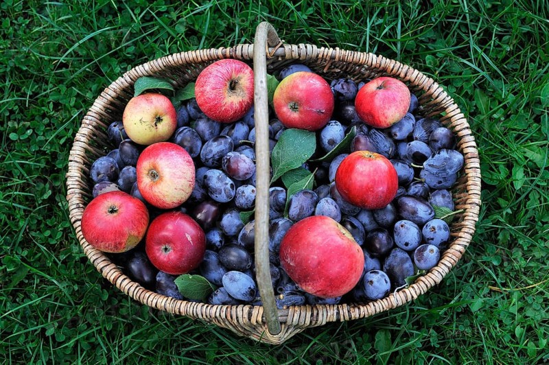 Freshly picked plums and apples in a basket on a meadow